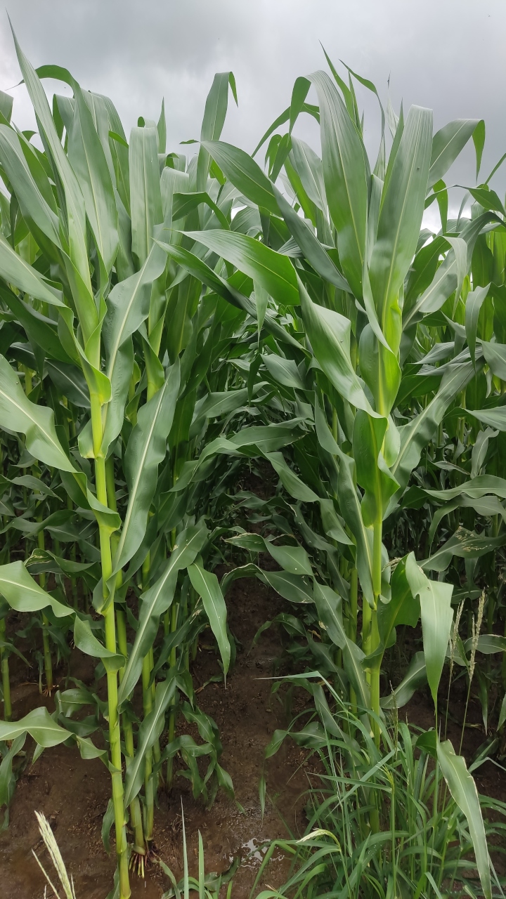 Pés de milho de dentro do milharal