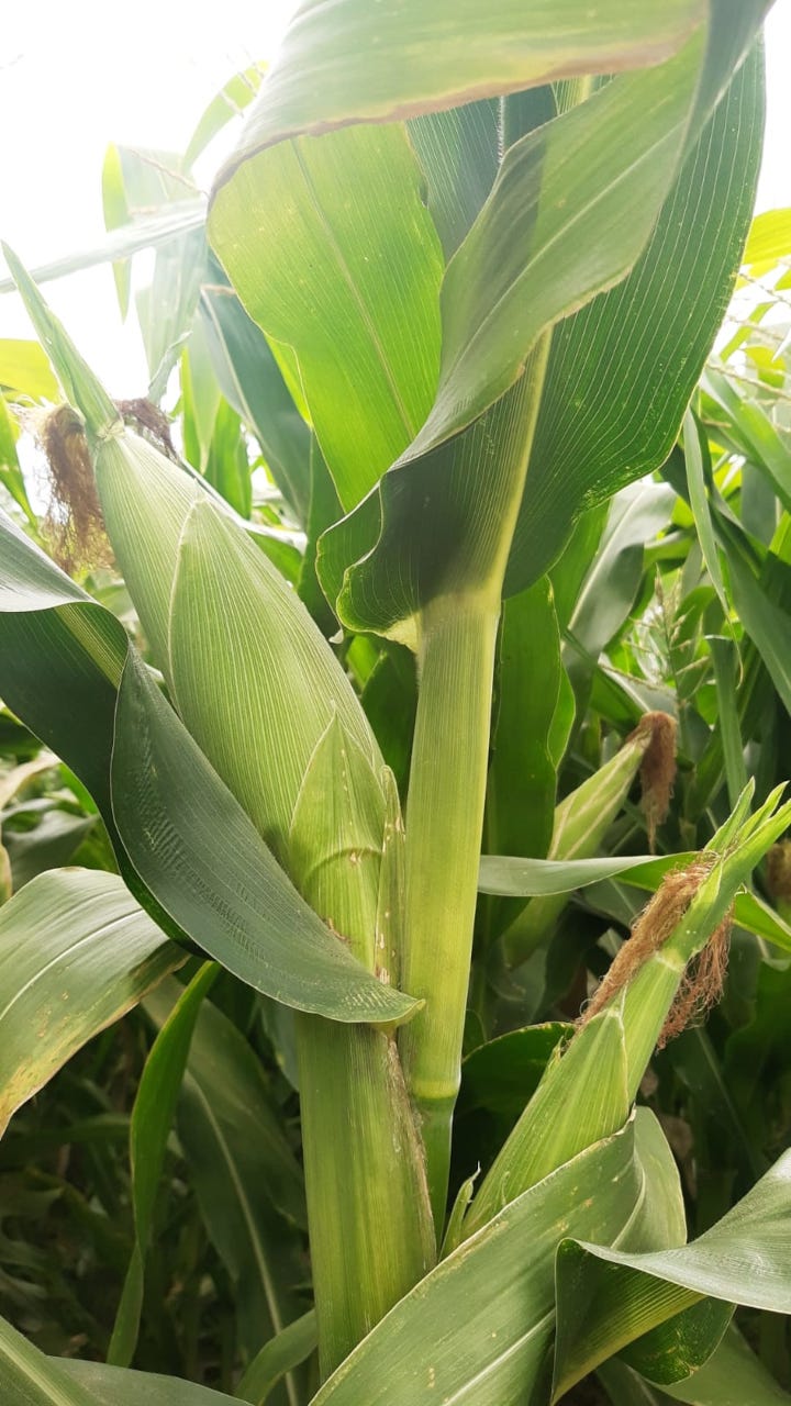 Pé de milho em curta proximidade