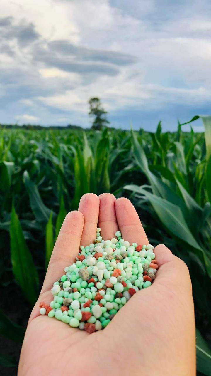 Silagem Panorama com plantação de milho iluminada ao fundo