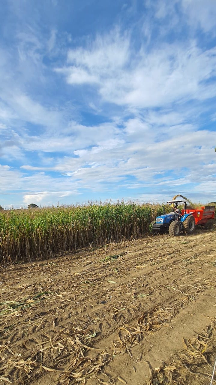 Trator colhendo plantação de milho