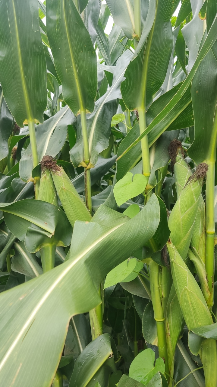 Detalhe de insumos e material relacionado à silagem de milho